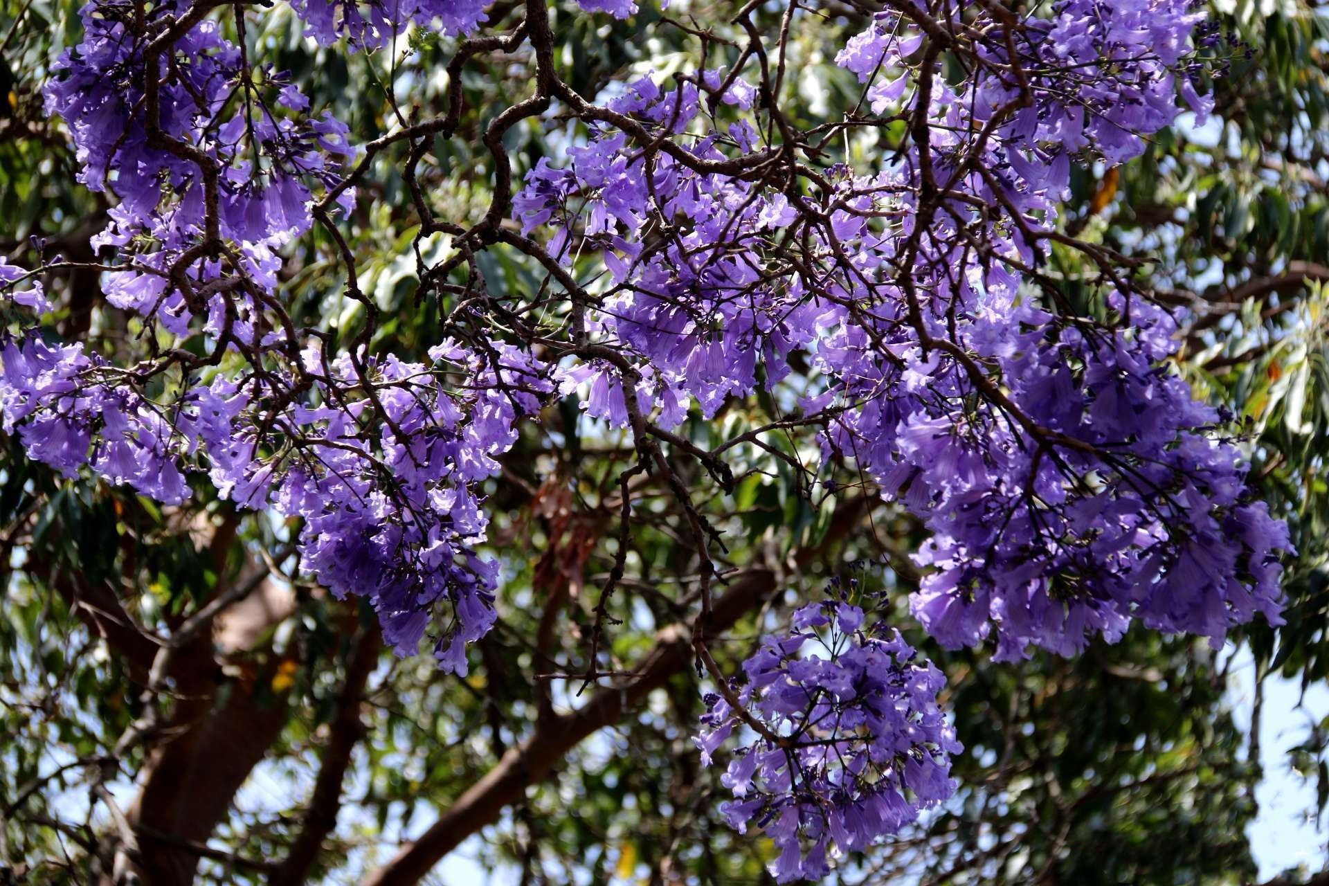 The jacaranda trees bloom here in Leshan, and the romance of early summer is here!