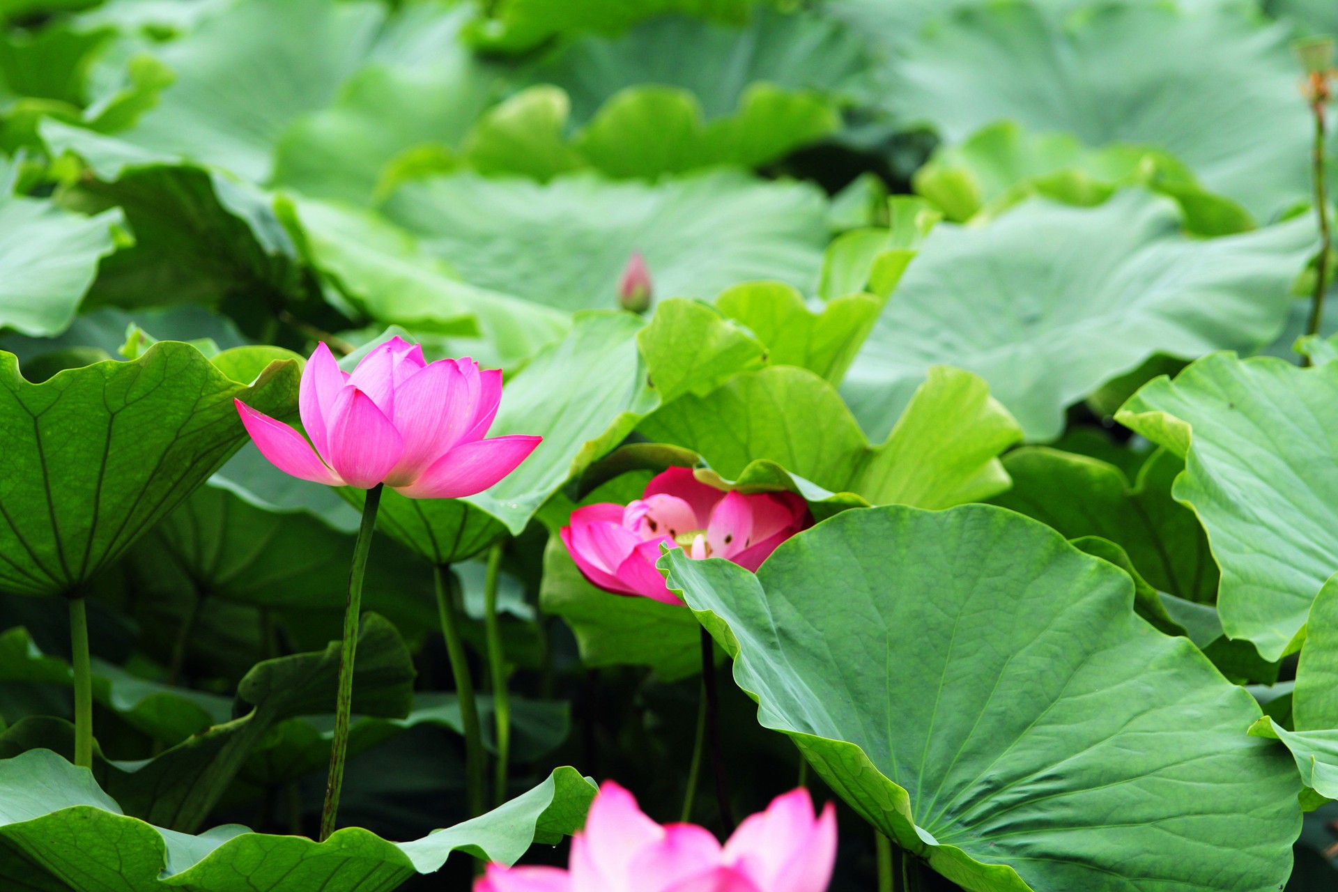 Lotus flowers in these places in Leshan are so beautiful!