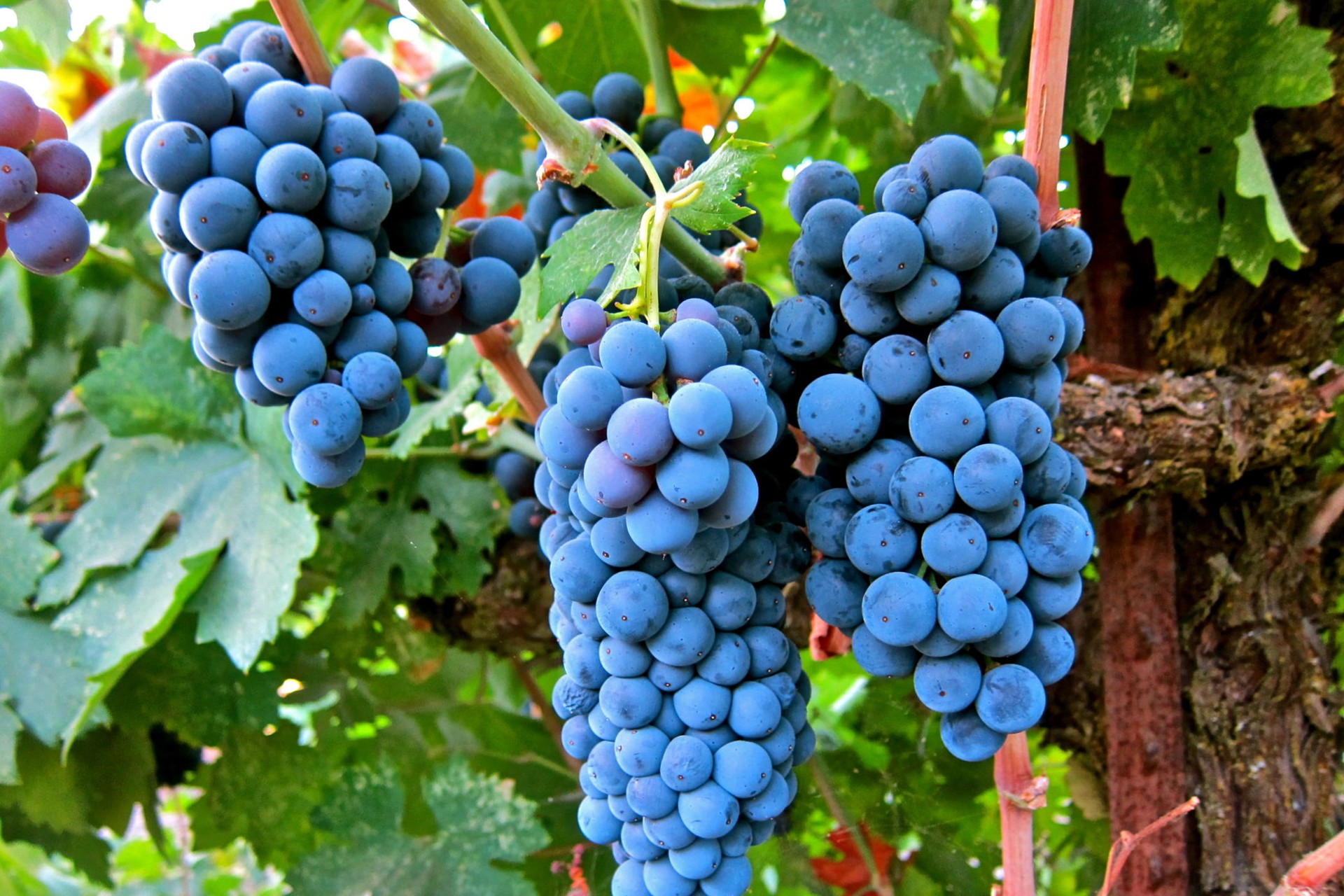 Leave on the weekend! The grapes are ripe at these picking gardens in Leshan.