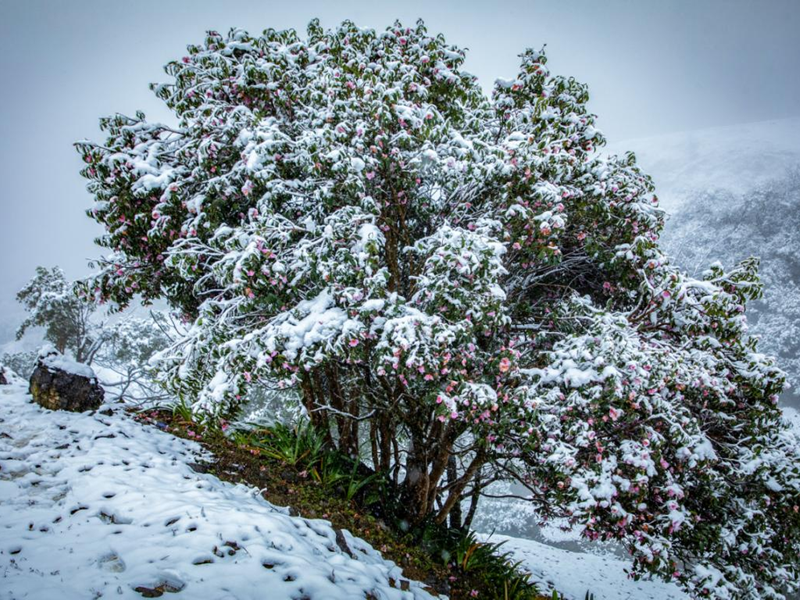 Instantly transformed into a fairy tale world! It's snowing at Mabian Yangtianwo !